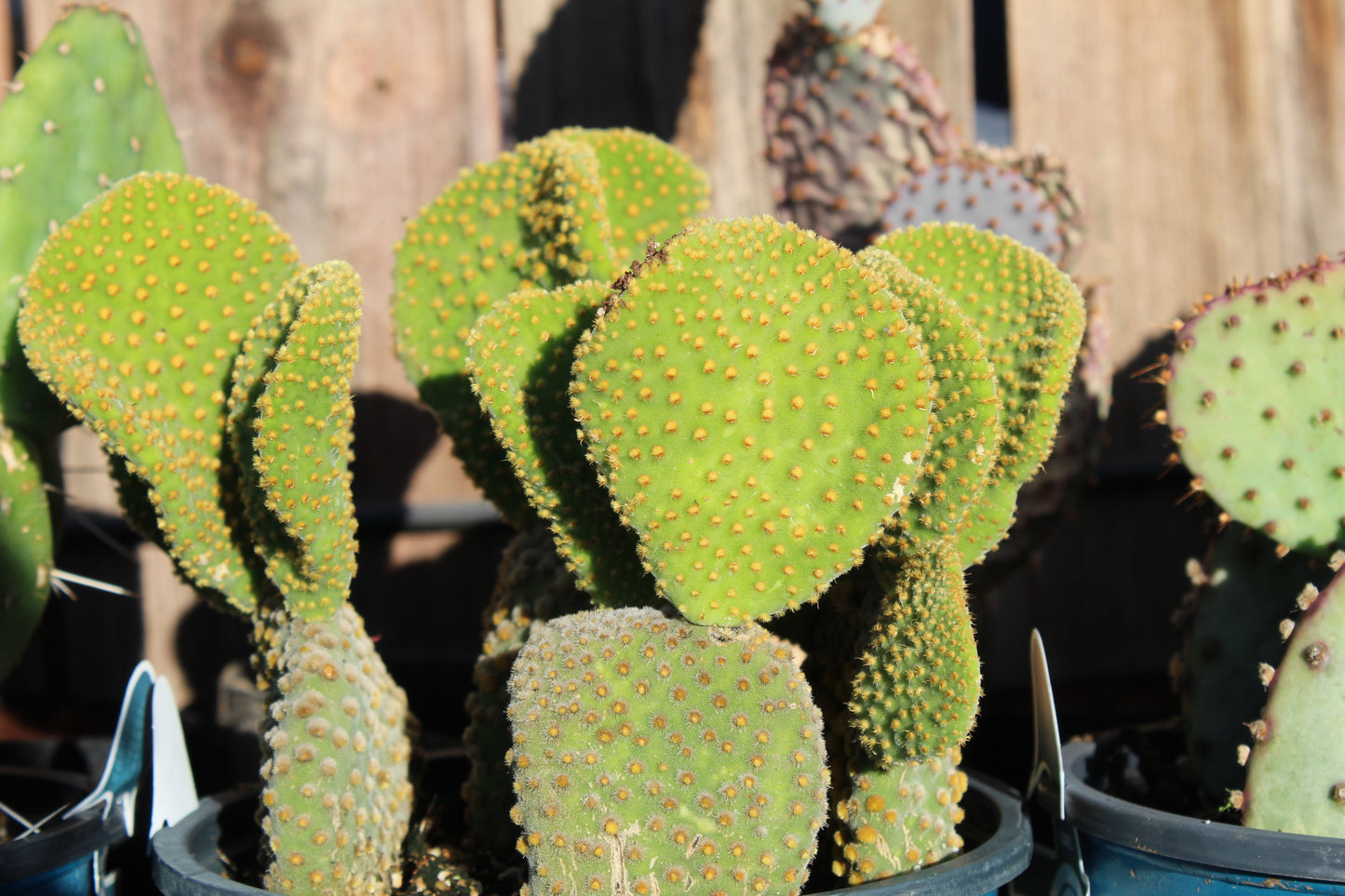 Opuntia Crazy Bunny Prickly Pear Cactus