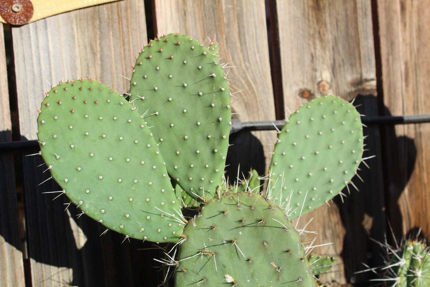 Opuntia Opopeo Prickly Pear Cactus