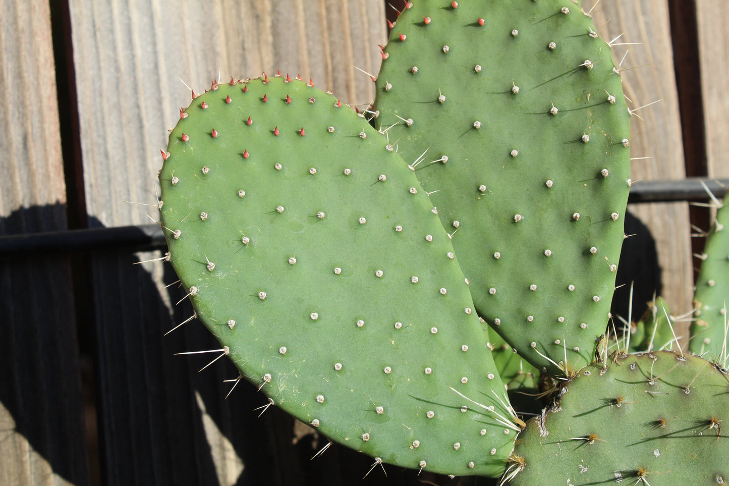 Opuntia Opopeo Prickly Pear Cactus