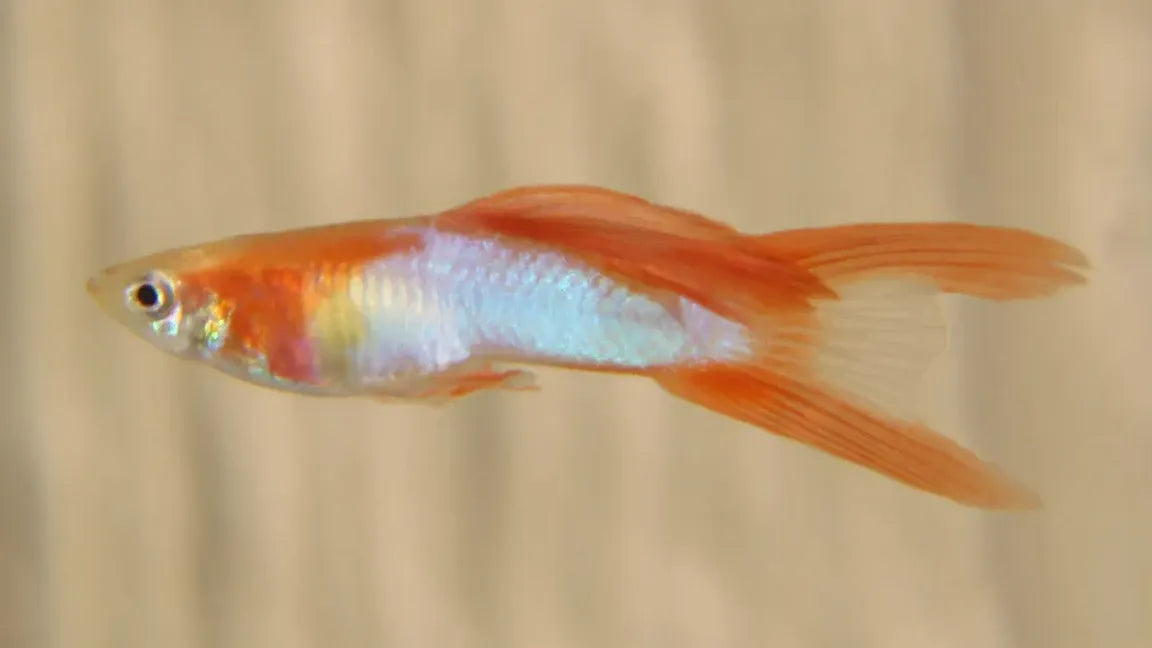 Japan Blue Gold Double Sword Tail Endler Guppy Pair