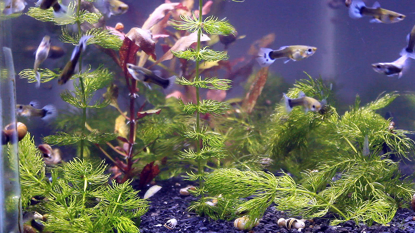 Potted discount aquarium plants