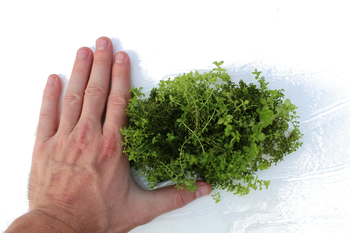 Potted Pearl Weed