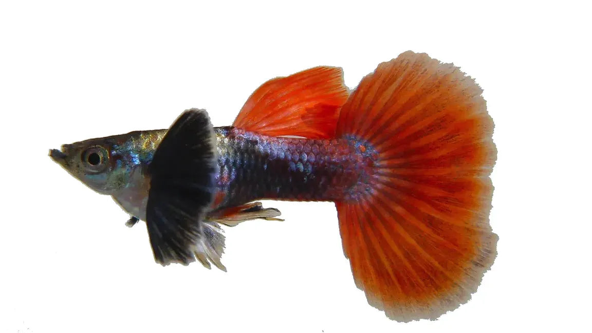 Purple Dumbo Ear Red Tail Guppy Pair