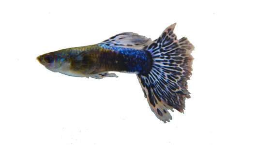 Purple Mosaic Dragon Guppy Pair