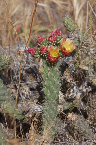 Snake Cholla Cactus