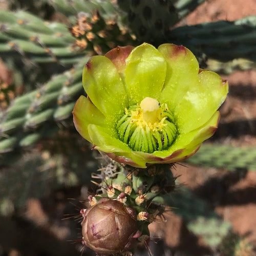 Snake Cholla Cactus