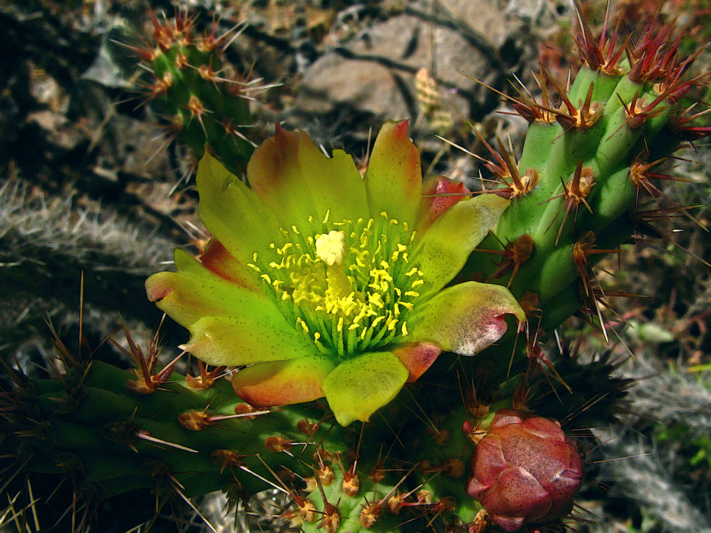 Snake Cholla Cactus