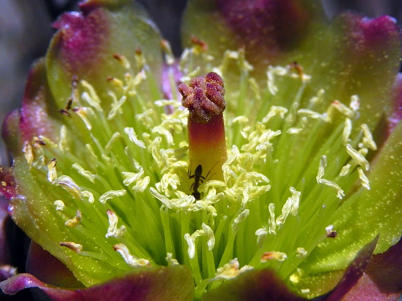 Snake Cholla Cactus