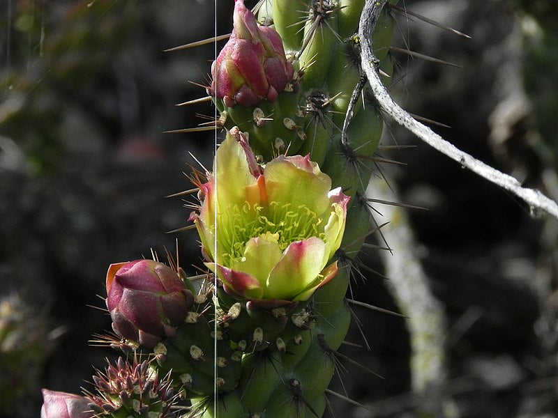 Snake Cholla Cactus