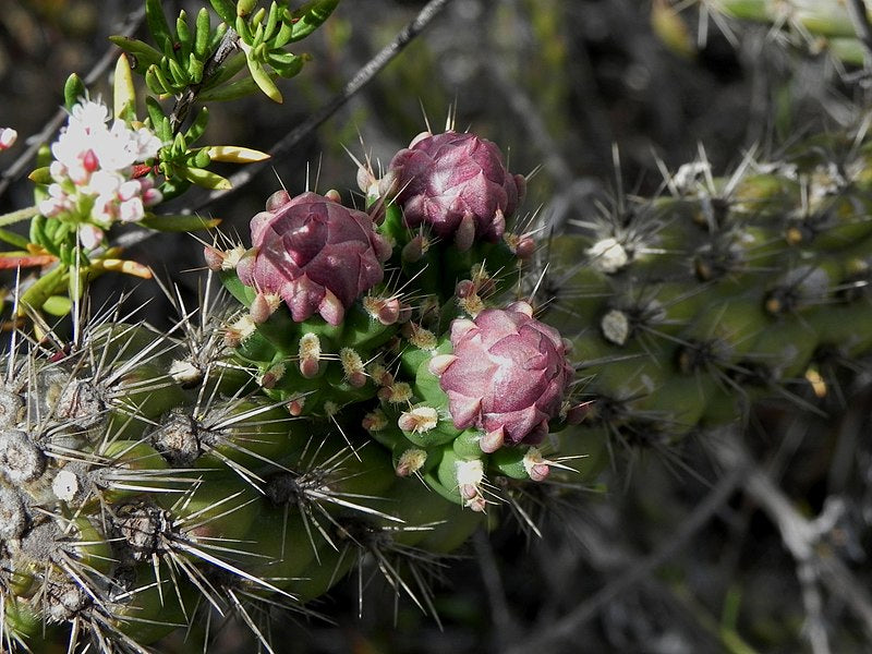 Snake Cholla Cactus