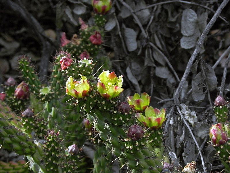 Snake Cholla Cactus