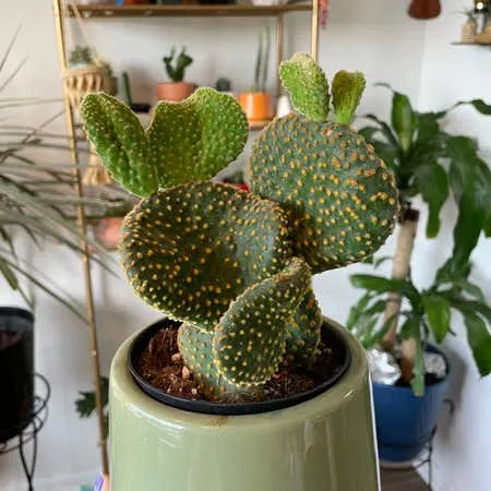 Opuntia Crazy Bunny Prickly Pear Cactus