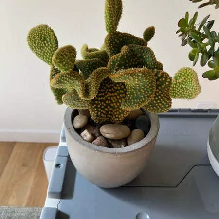 Opuntia Crazy Bunny Prickly Pear Cactus