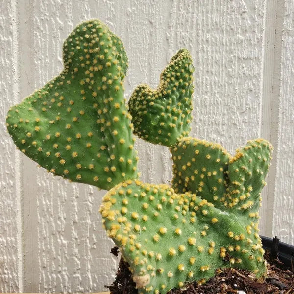 Opuntia Crazy Bunny Prickly Pear Cactus