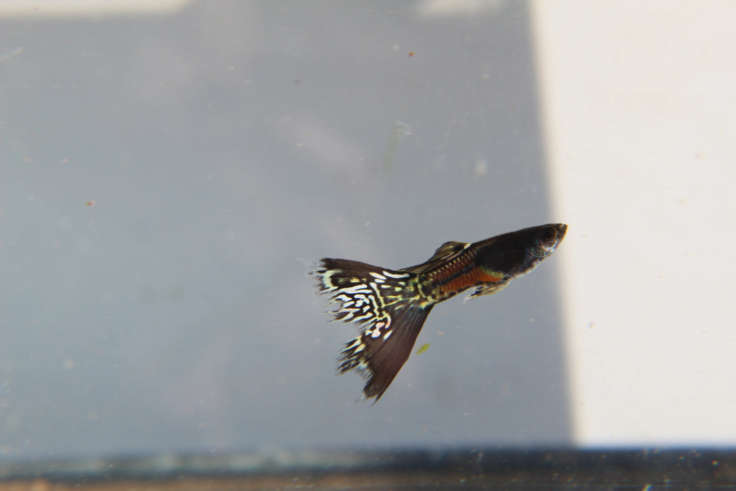 Black Metal Jacket Lace Guppy Pair