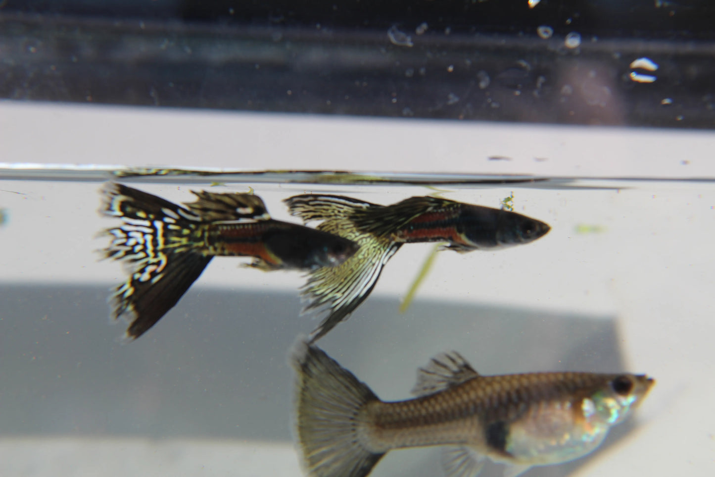 Black Metal Jacket Lace Guppy Pair