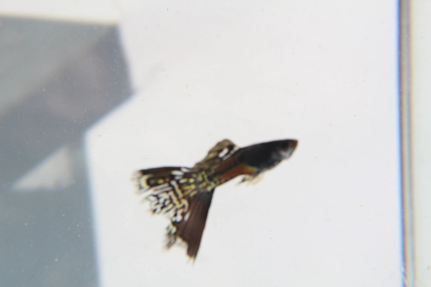 Black Metal Jacket Lace Guppy Pair