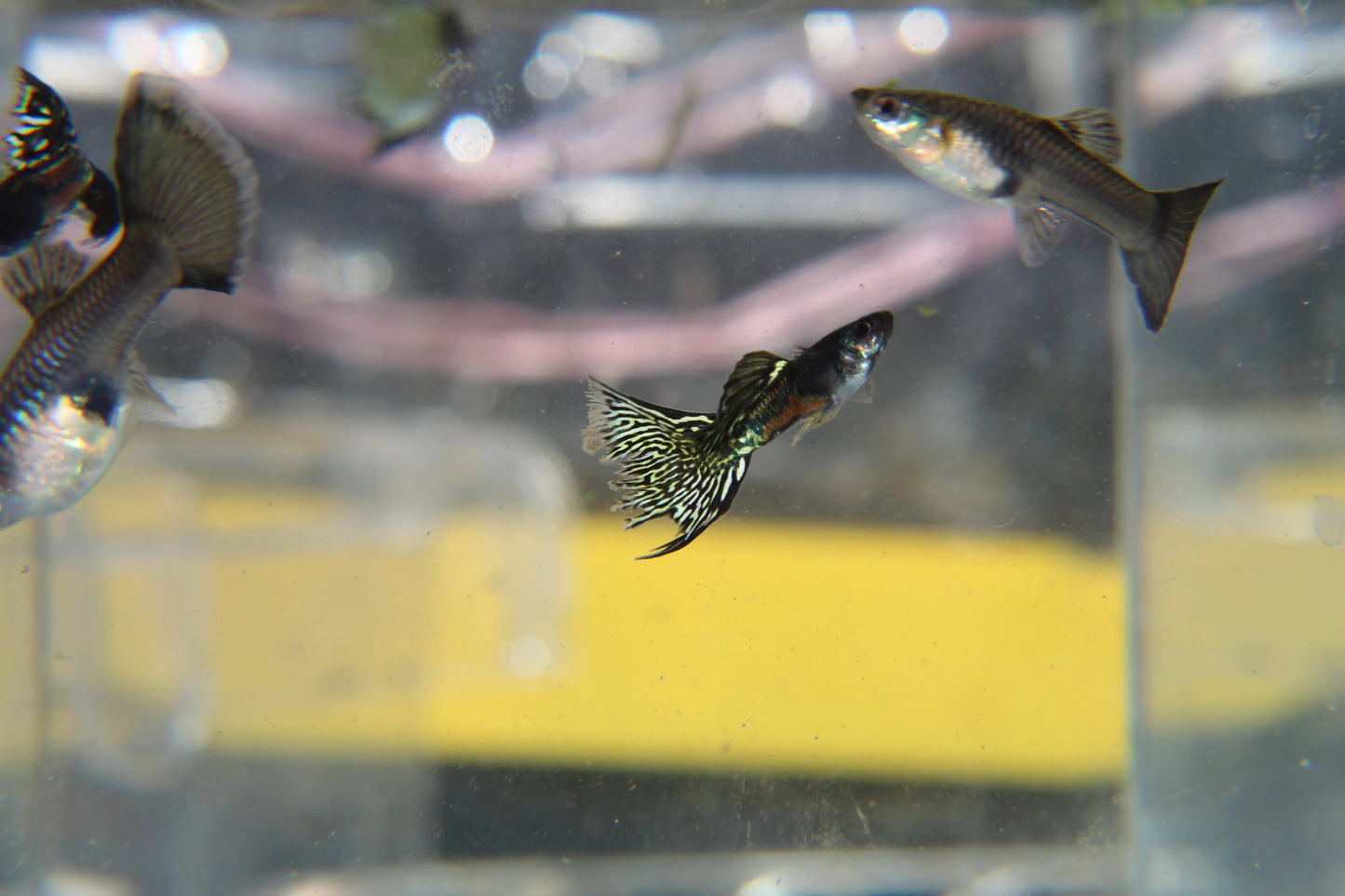 Black Metal Jacket Lace Guppy Pair