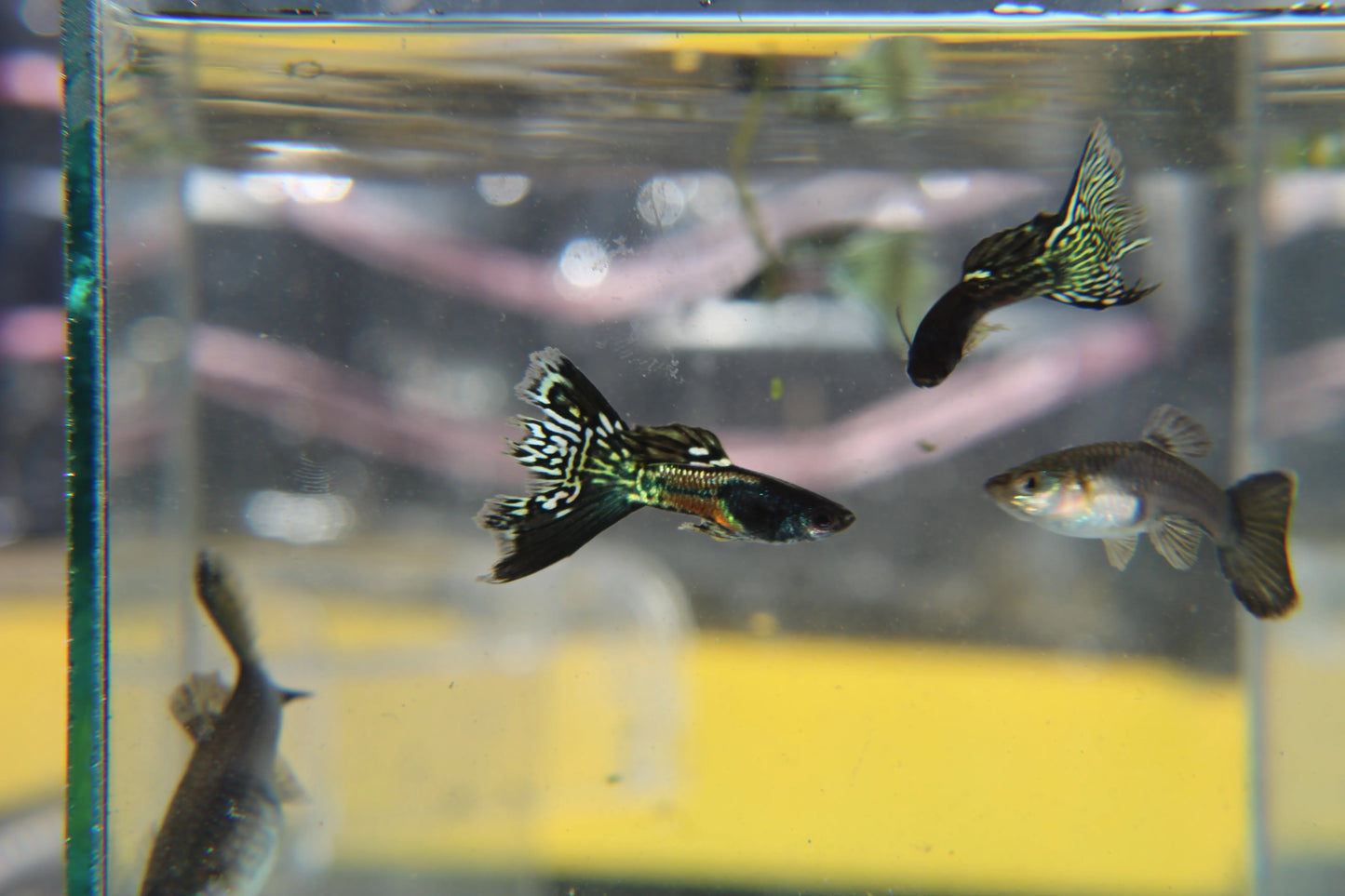 Black Metal Jacket Lace Guppy Pair