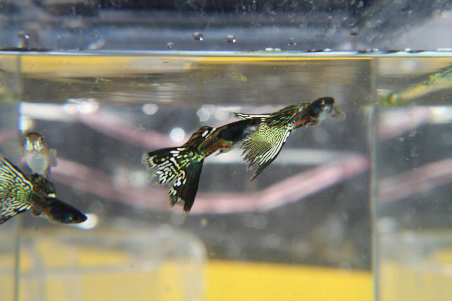 Black Metal Jacket Lace Guppy Pair