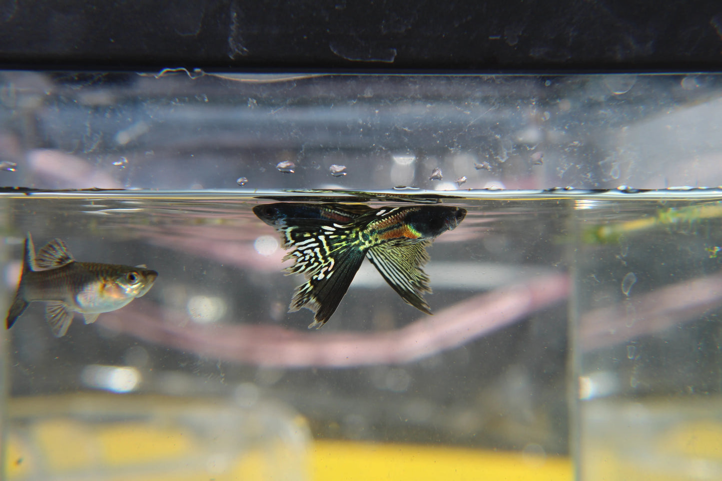 Black Metal Jacket Lace Guppy Pair