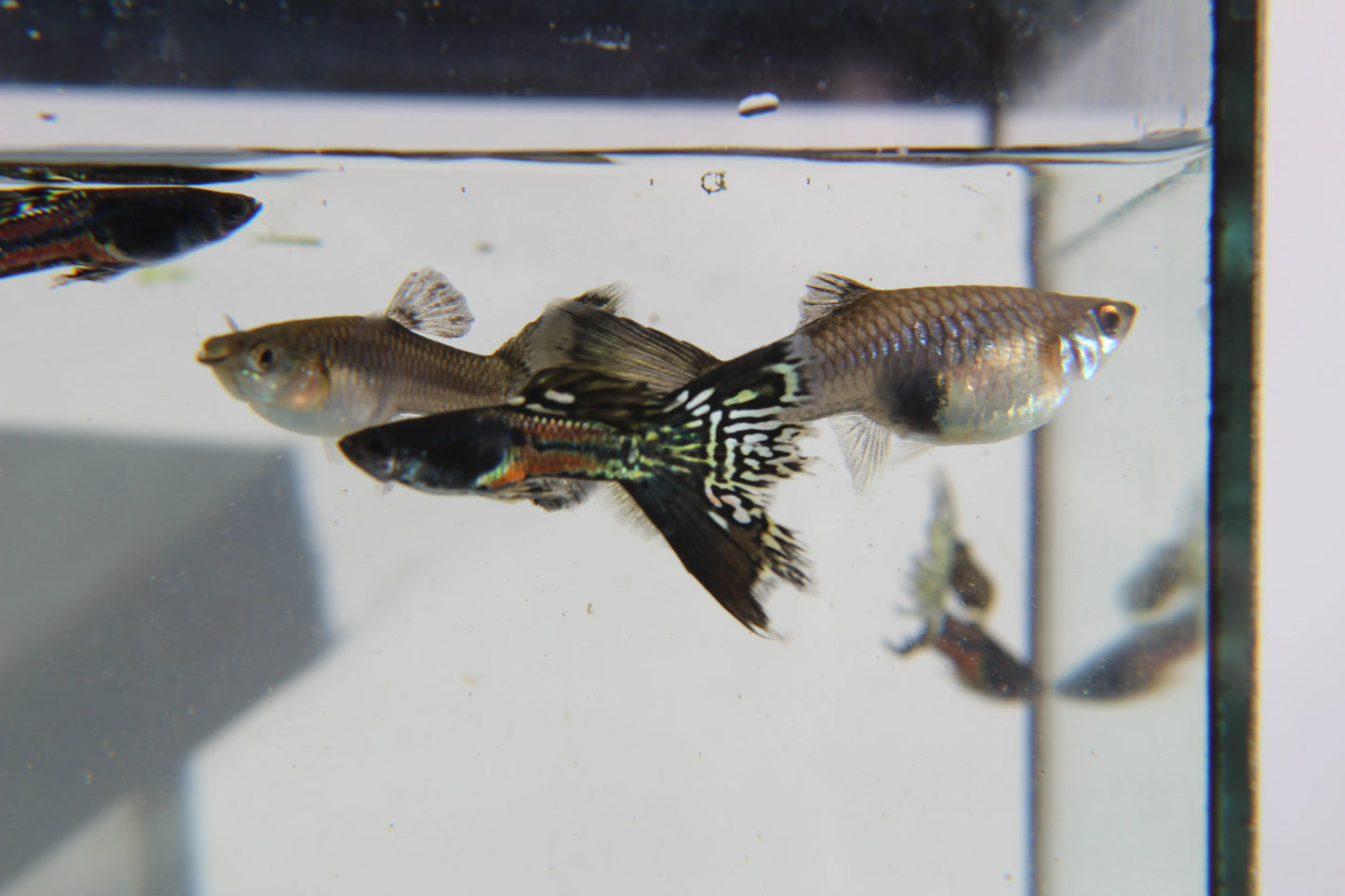 Black Metal Jacket Lace Guppy Pair