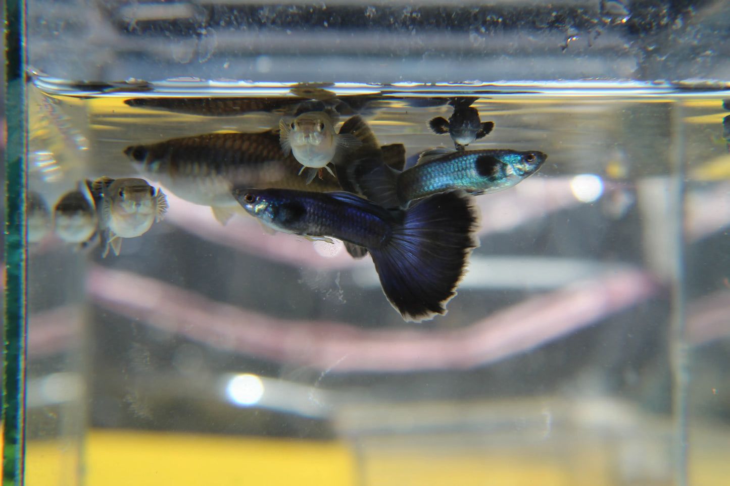 Blue Moscow Guppy Pair