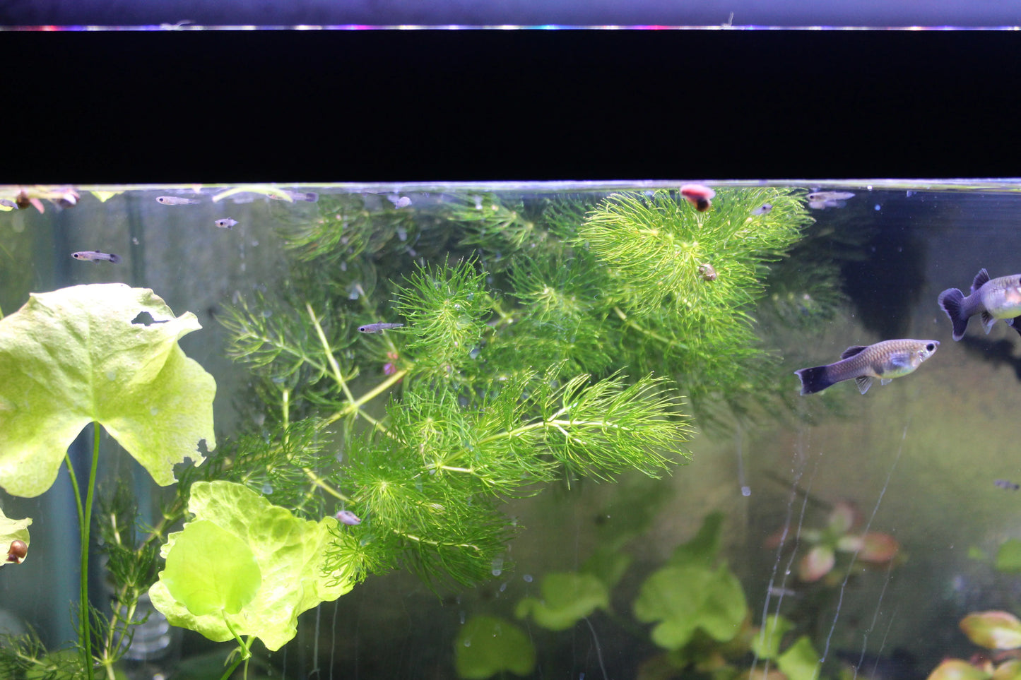 3+ Hornwort
