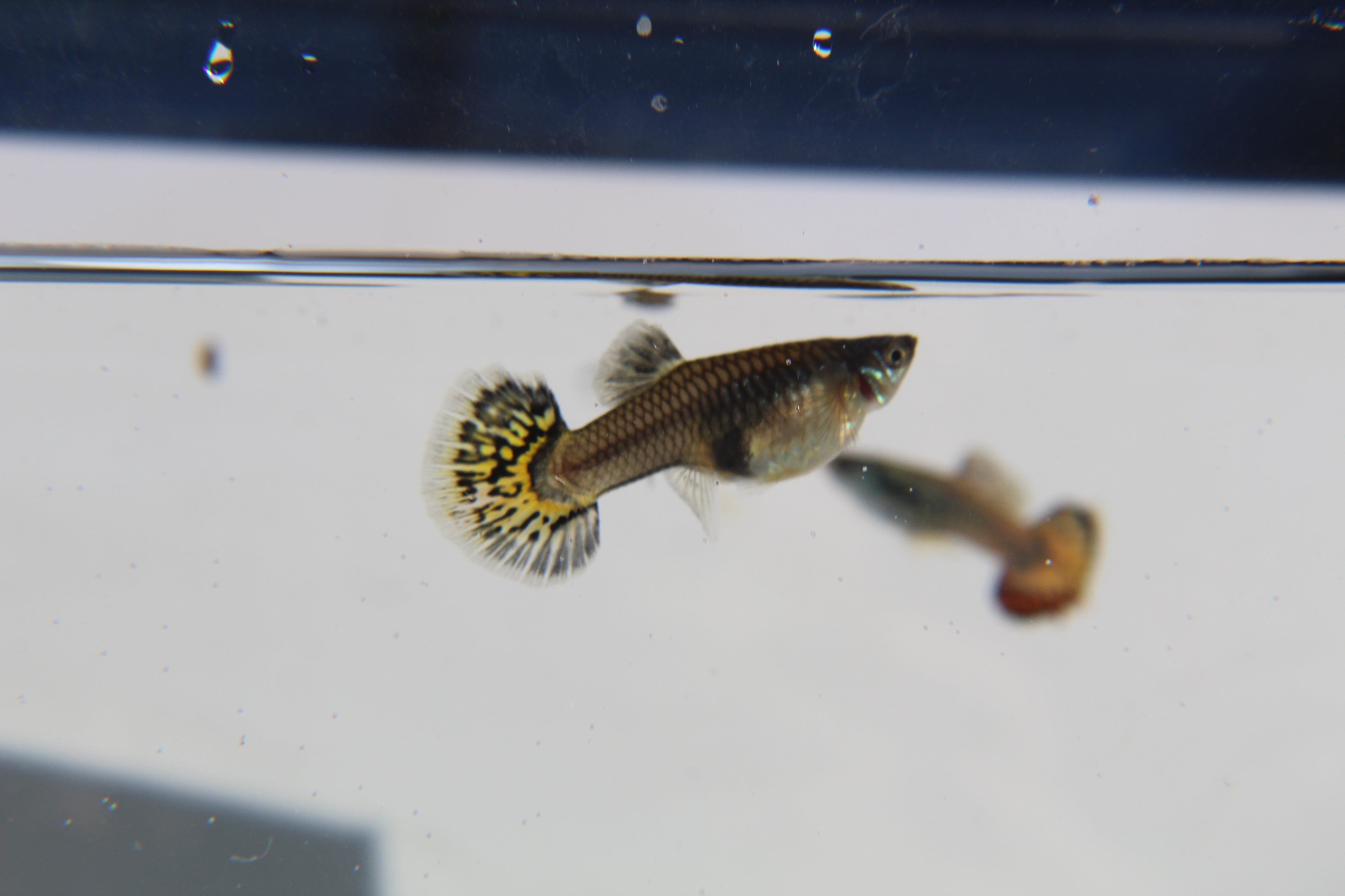 Yellow Tiger King Half Moon Guppy Pair – Bishop Aquatics