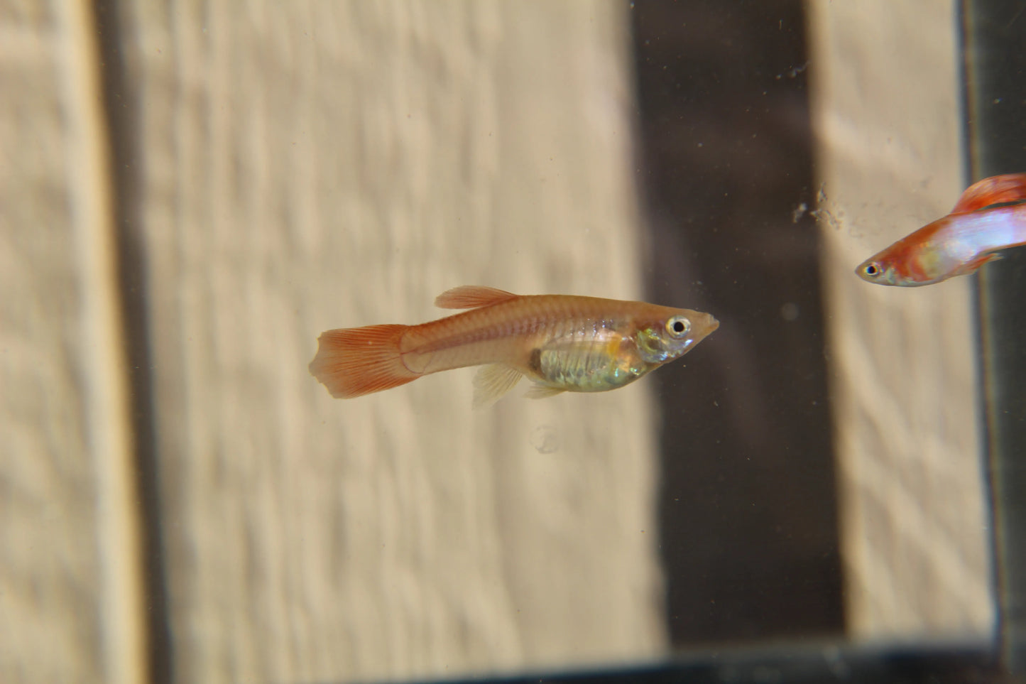 Japan Blue Gold Double Sword Tail Endler Guppy Pair