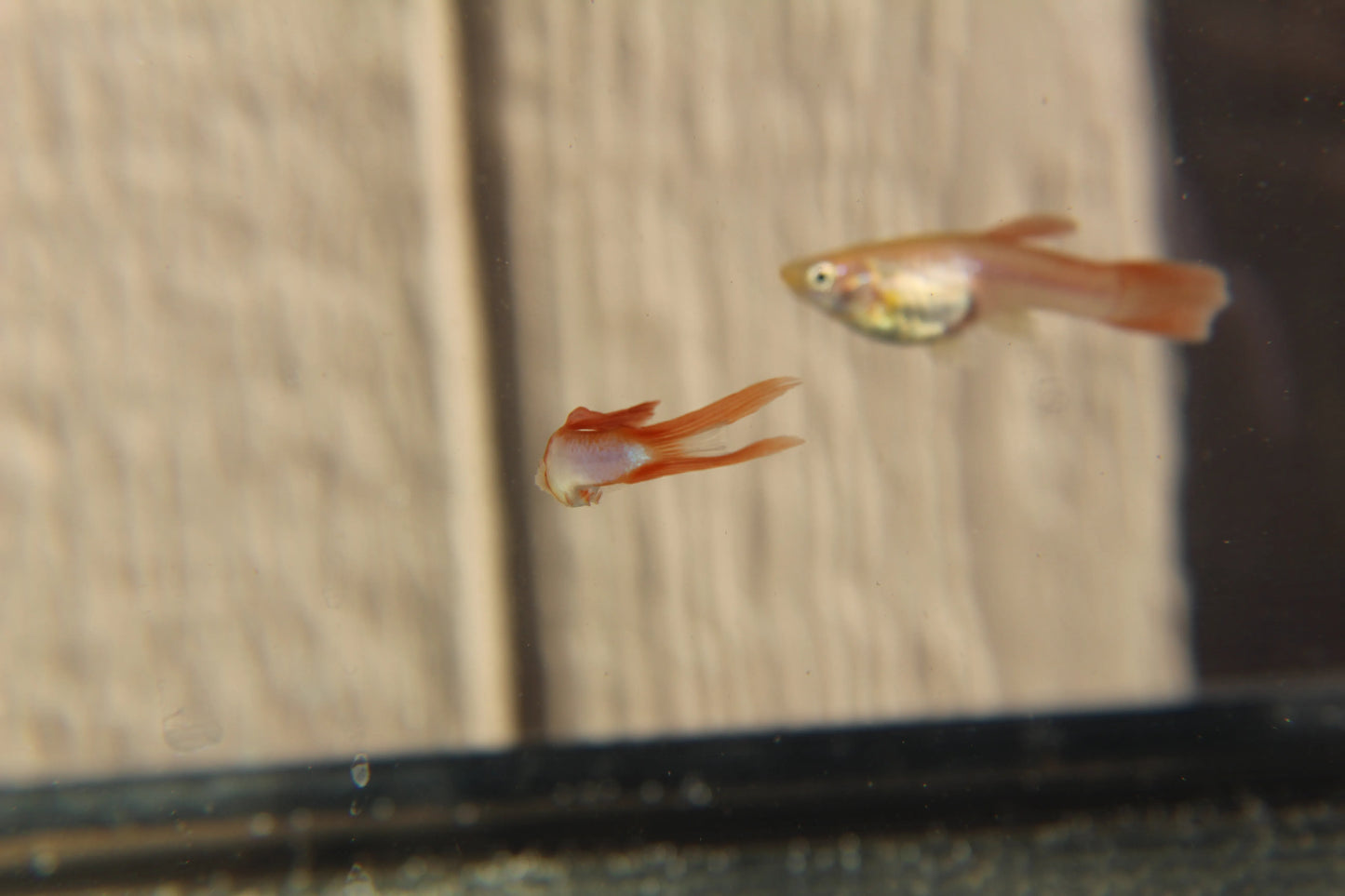 Japan Blue Gold Double Sword Tail Endler Guppy Pair