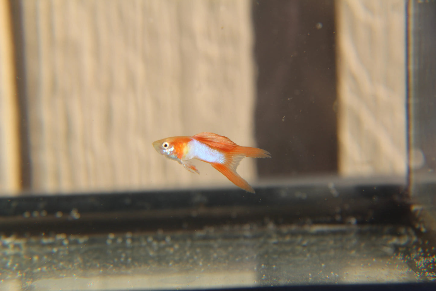 Japan Blue Gold Double Sword Tail Endler Guppy Pair