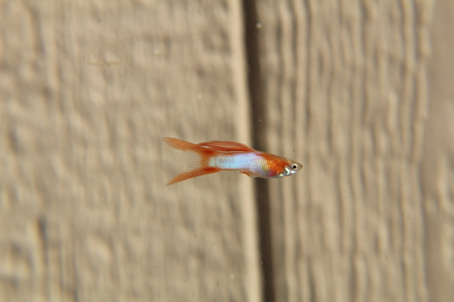 Japan Blue Gold Double Sword Tail Endler Guppy Pair