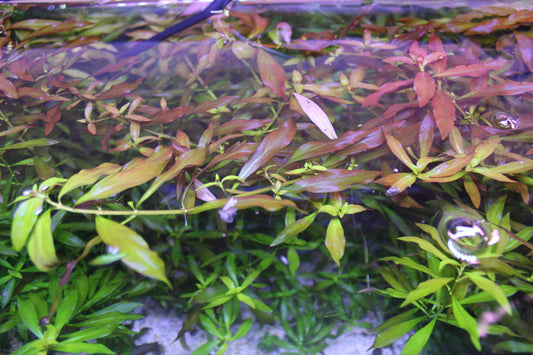 Ludwigia Repens