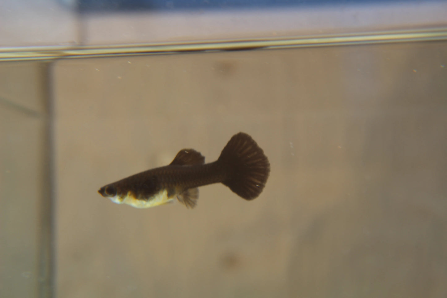 Midnight Blue Moscow Guppy Pair