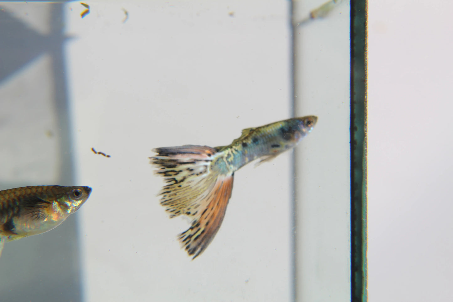 Nebula Steel Guppy Pair