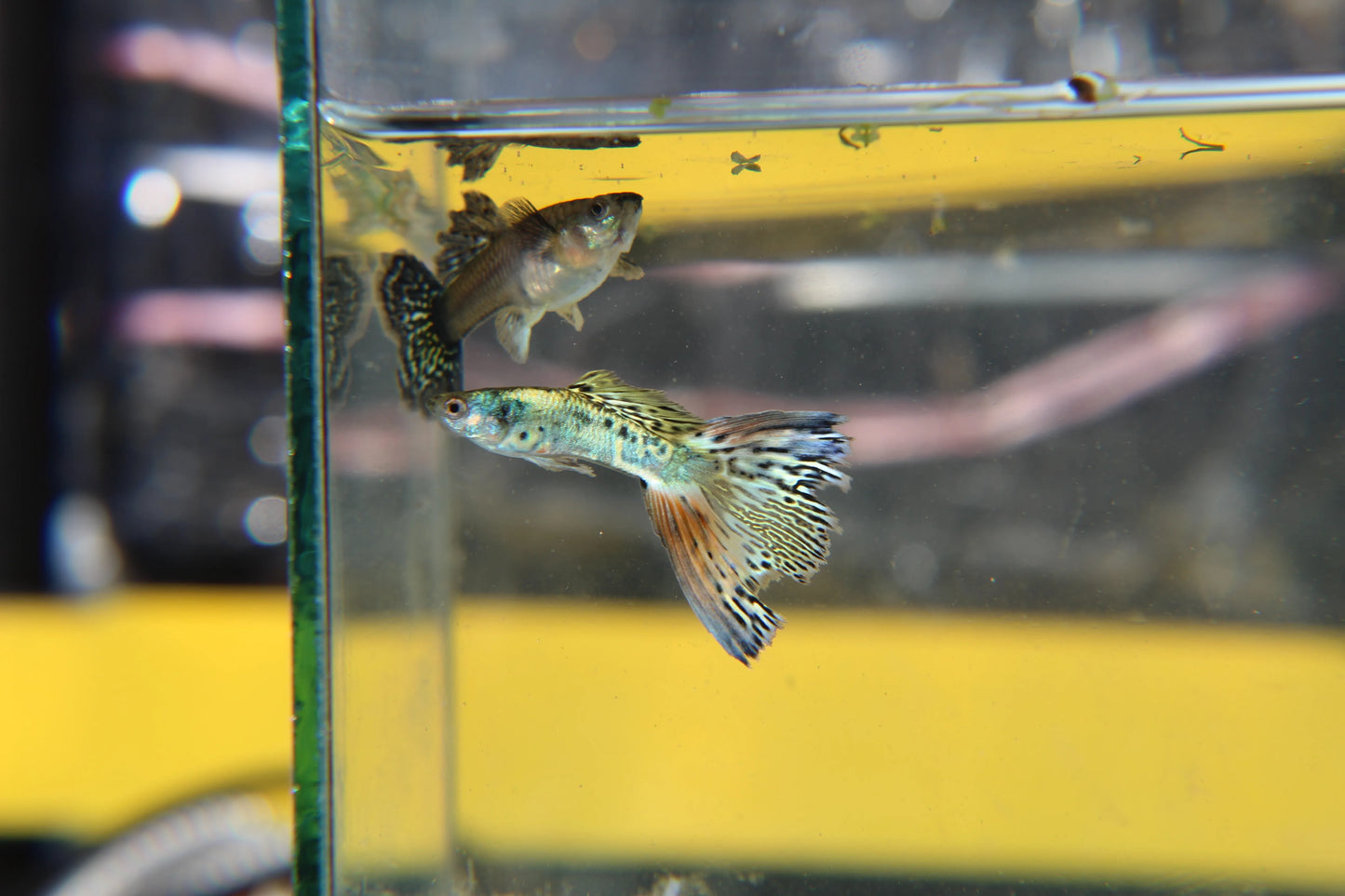 Nebula Steel Guppy Pair