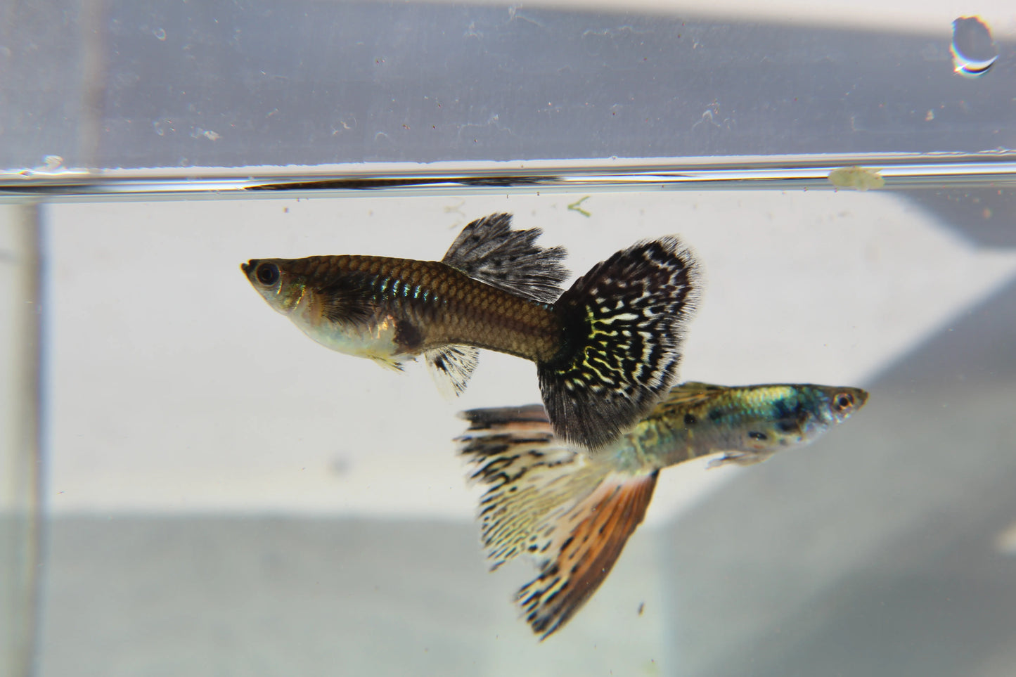 Nebula Steel Guppy Pair