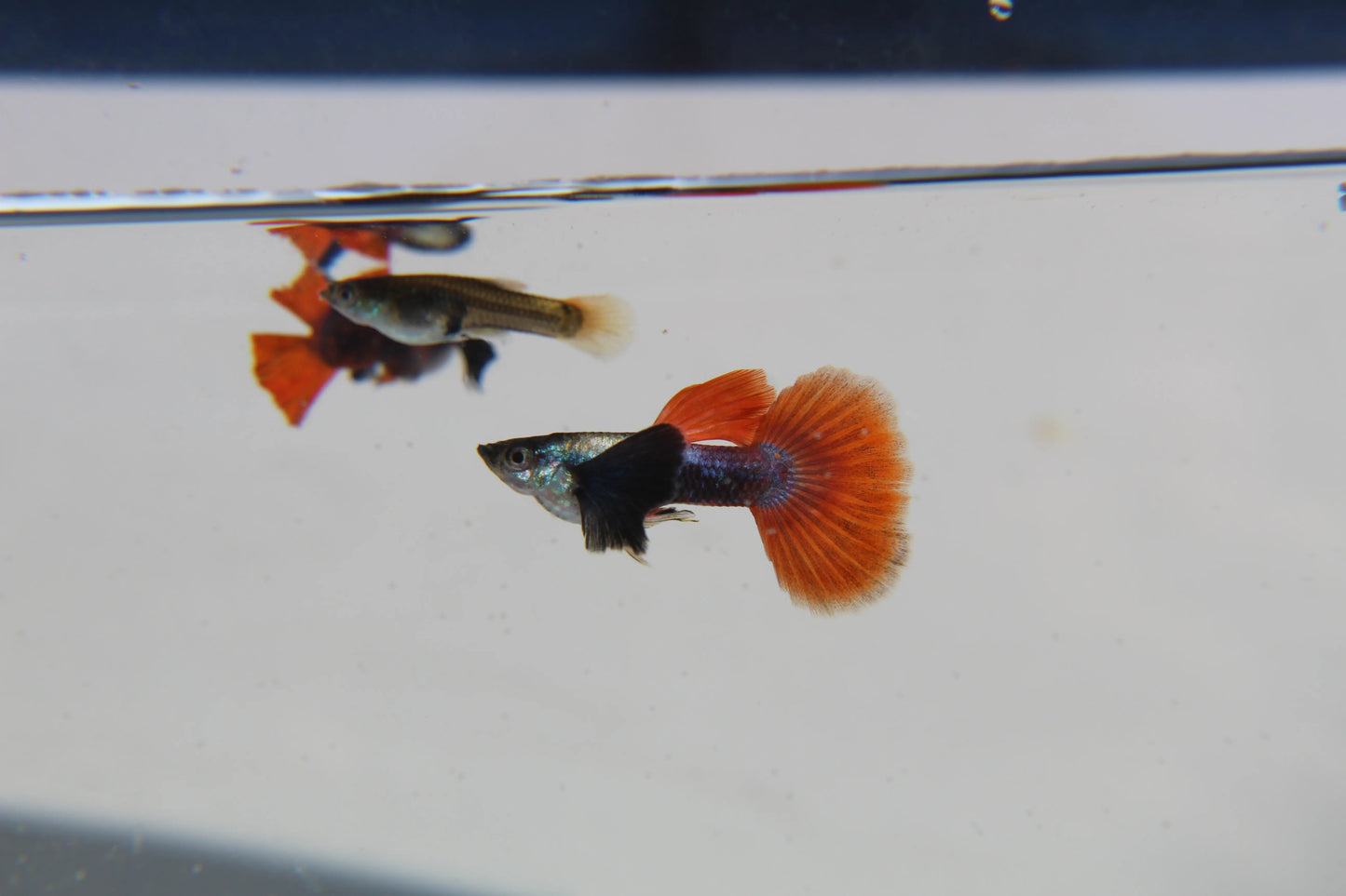 Purple Dumbo Ear Red Tail Guppy Pair