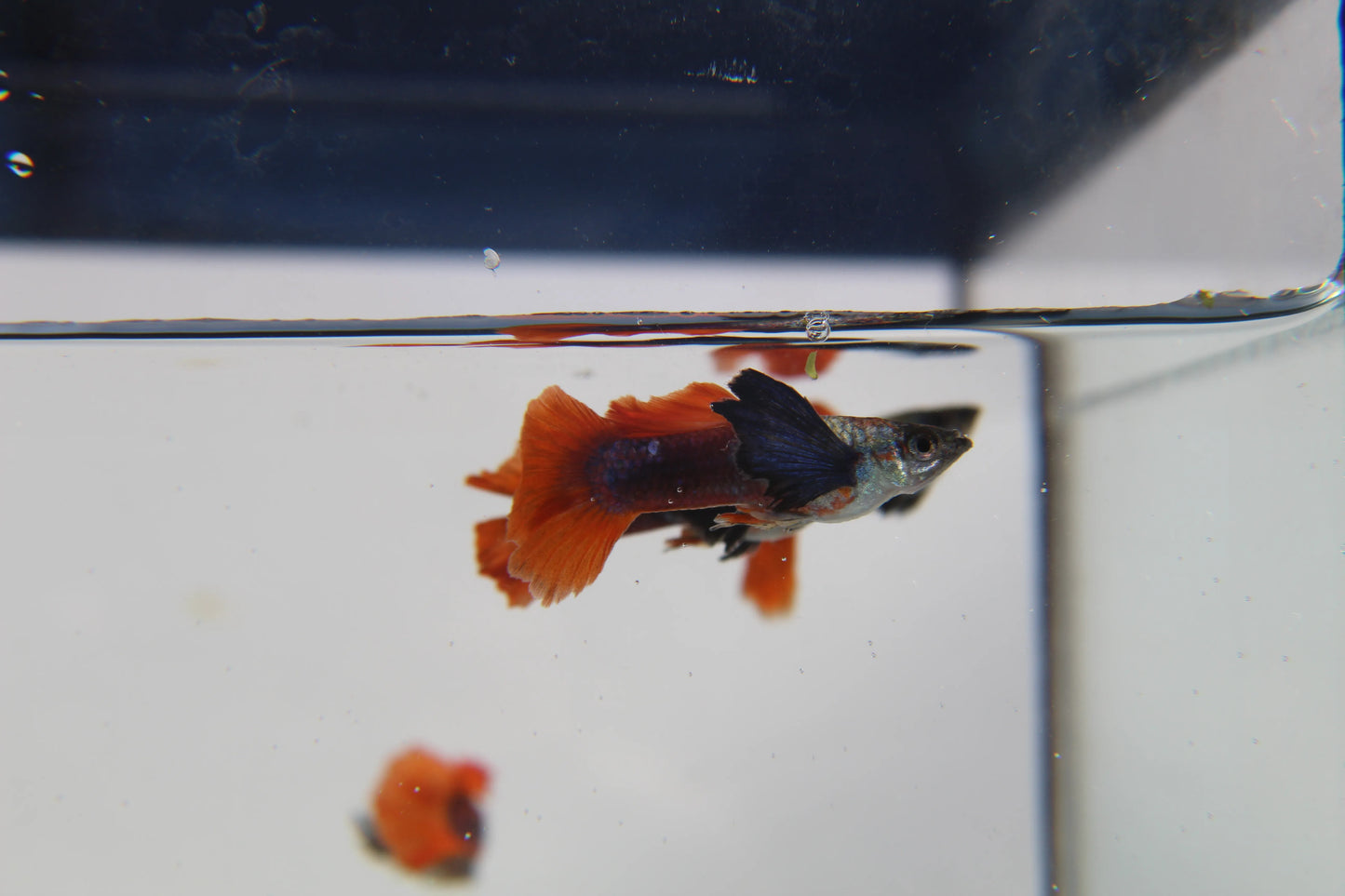 Purple Dumbo Ear Red Tail Guppy Pair