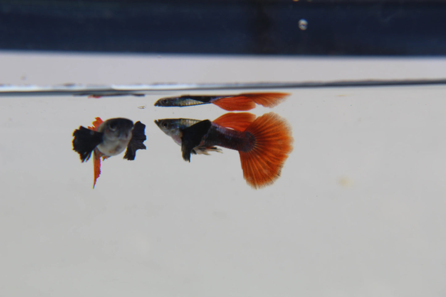 Purple Dumbo Ear Red Tail Guppy Pair