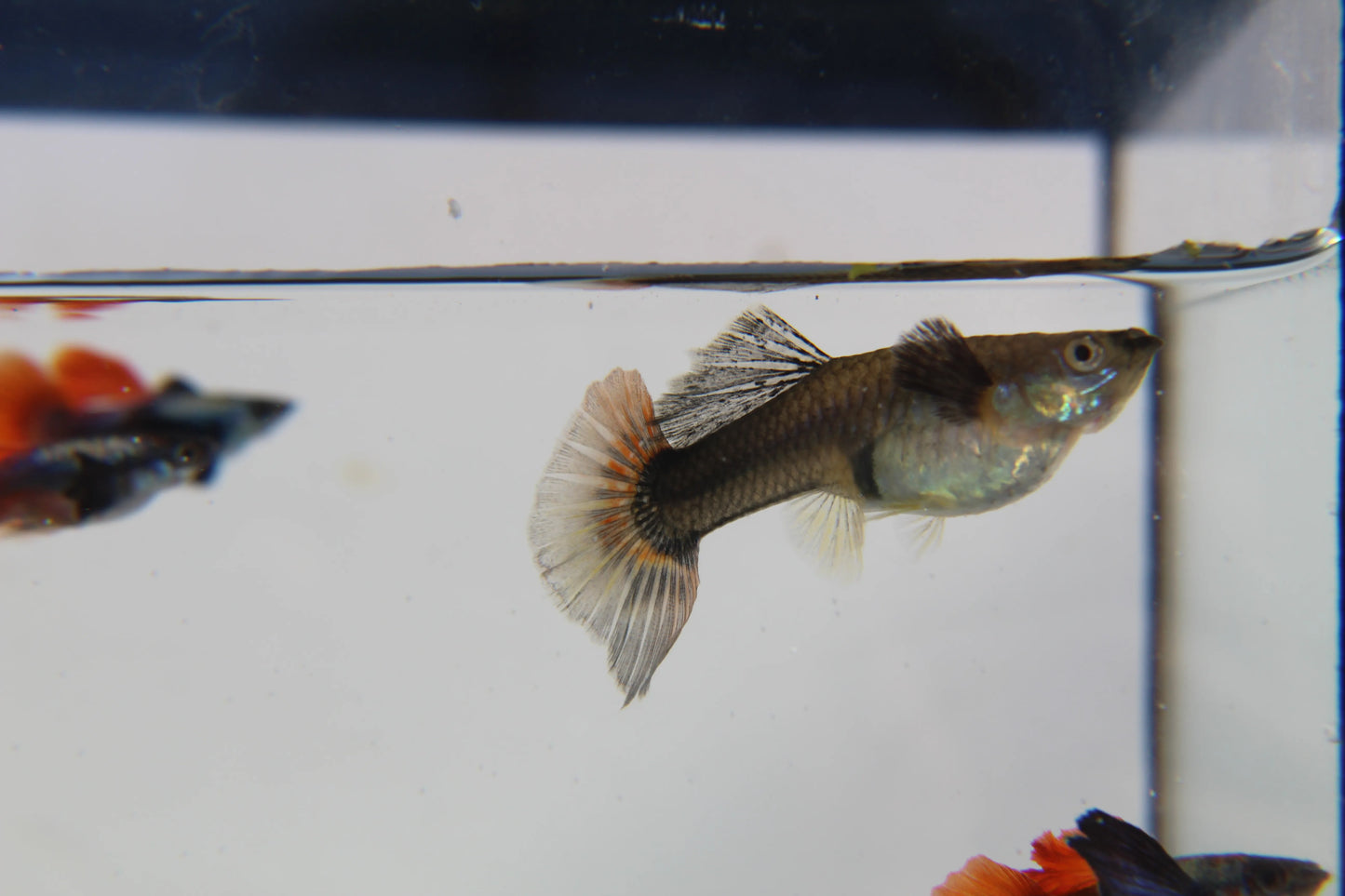 Purple Dumbo Ear Red Tail Guppy Pair