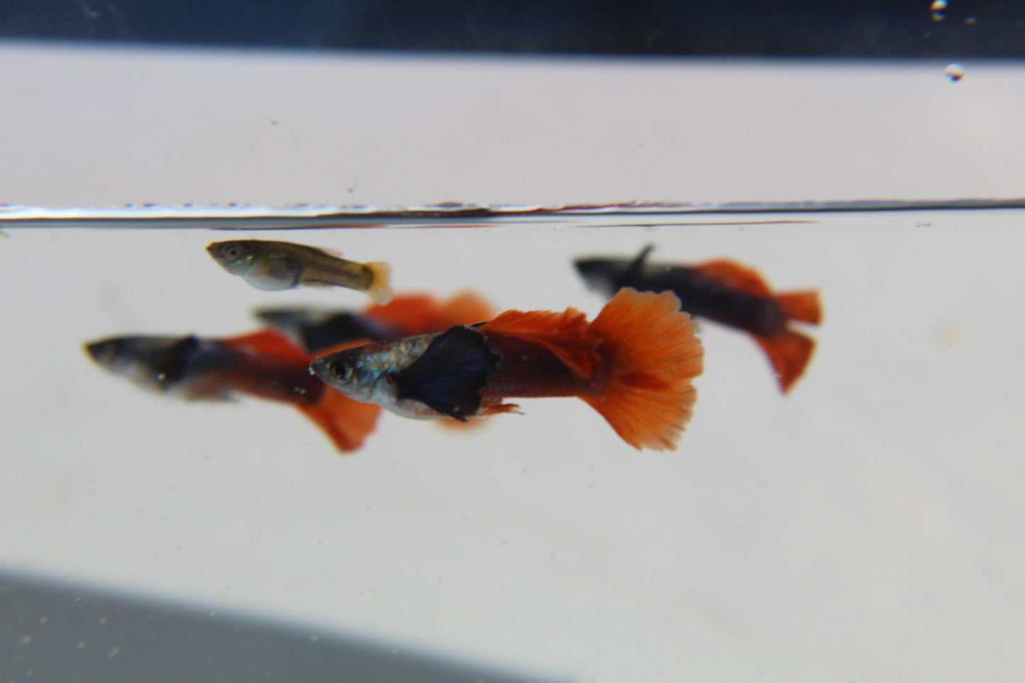 Purple Dumbo Ear Red Tail Guppy Pair