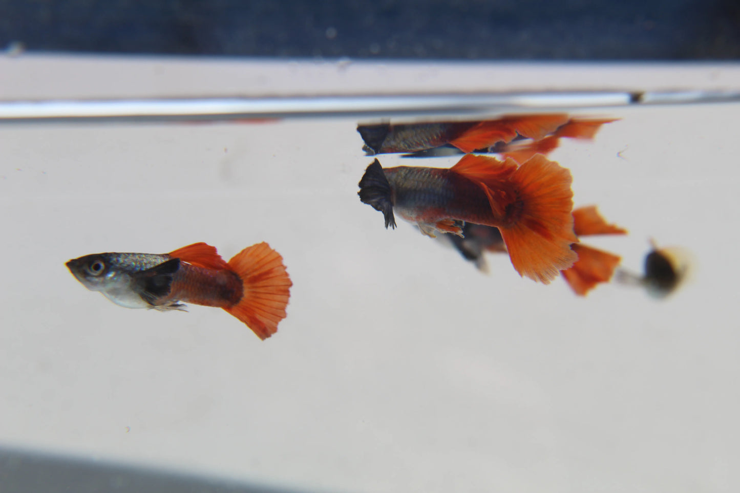 Purple Dumbo Ear Red Tail Guppy Pair