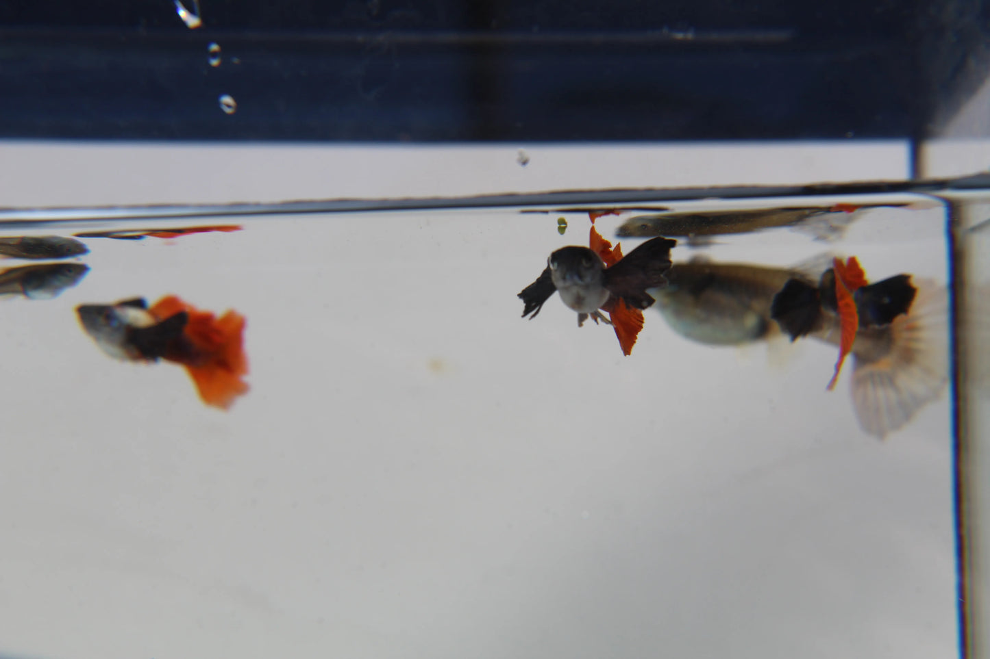 Purple Dumbo Ear Red Tail Guppy Pair