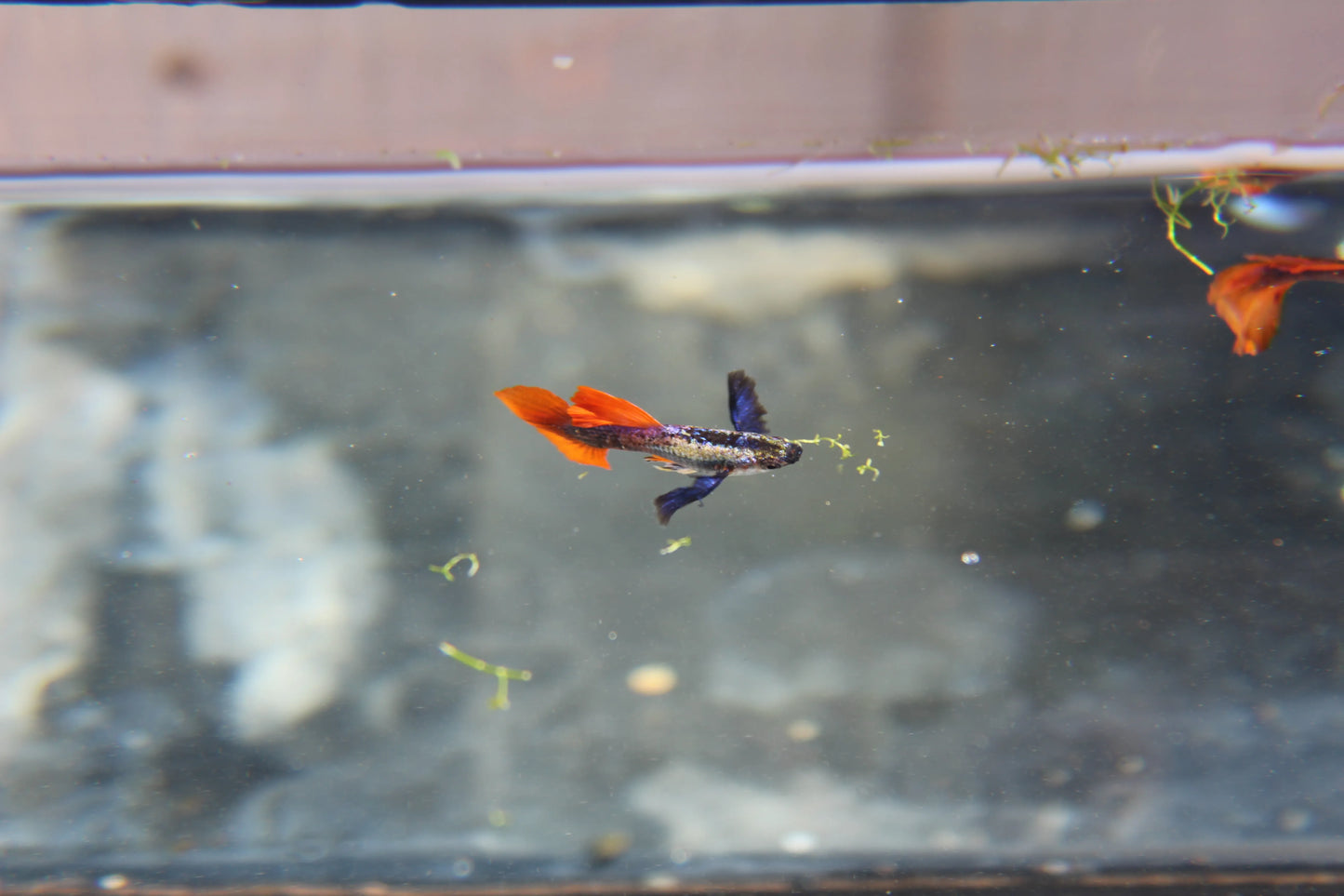 Purple Dumbo Ear Red Tail Guppy Pair