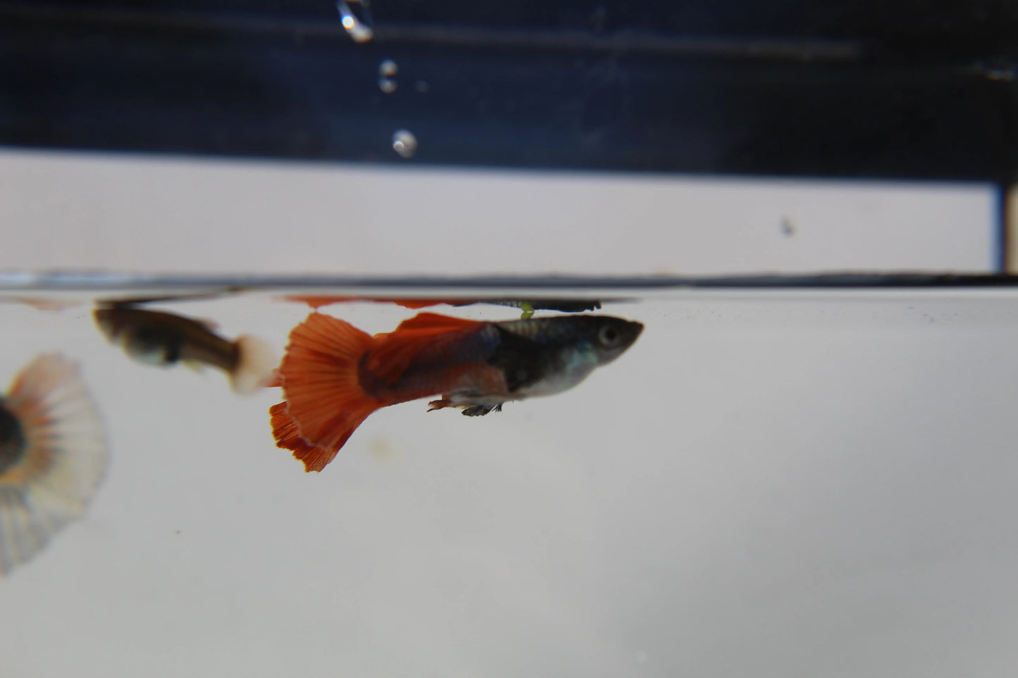 Purple Dumbo Ear Red Tail Guppy Pair