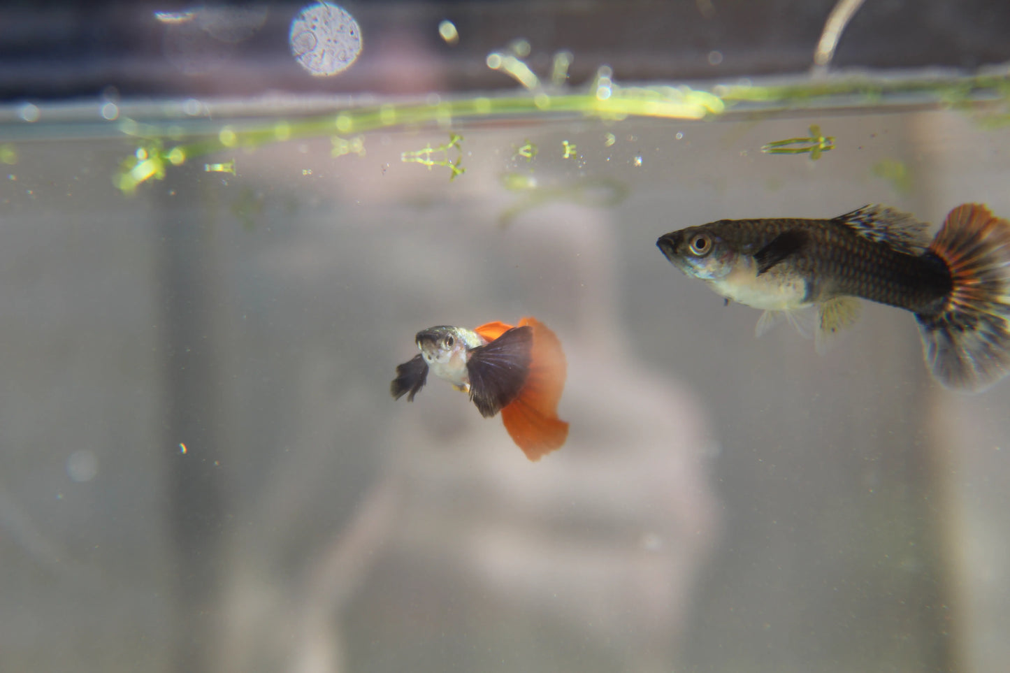 Purple Dumbo Ear Red Tail Guppy Pair