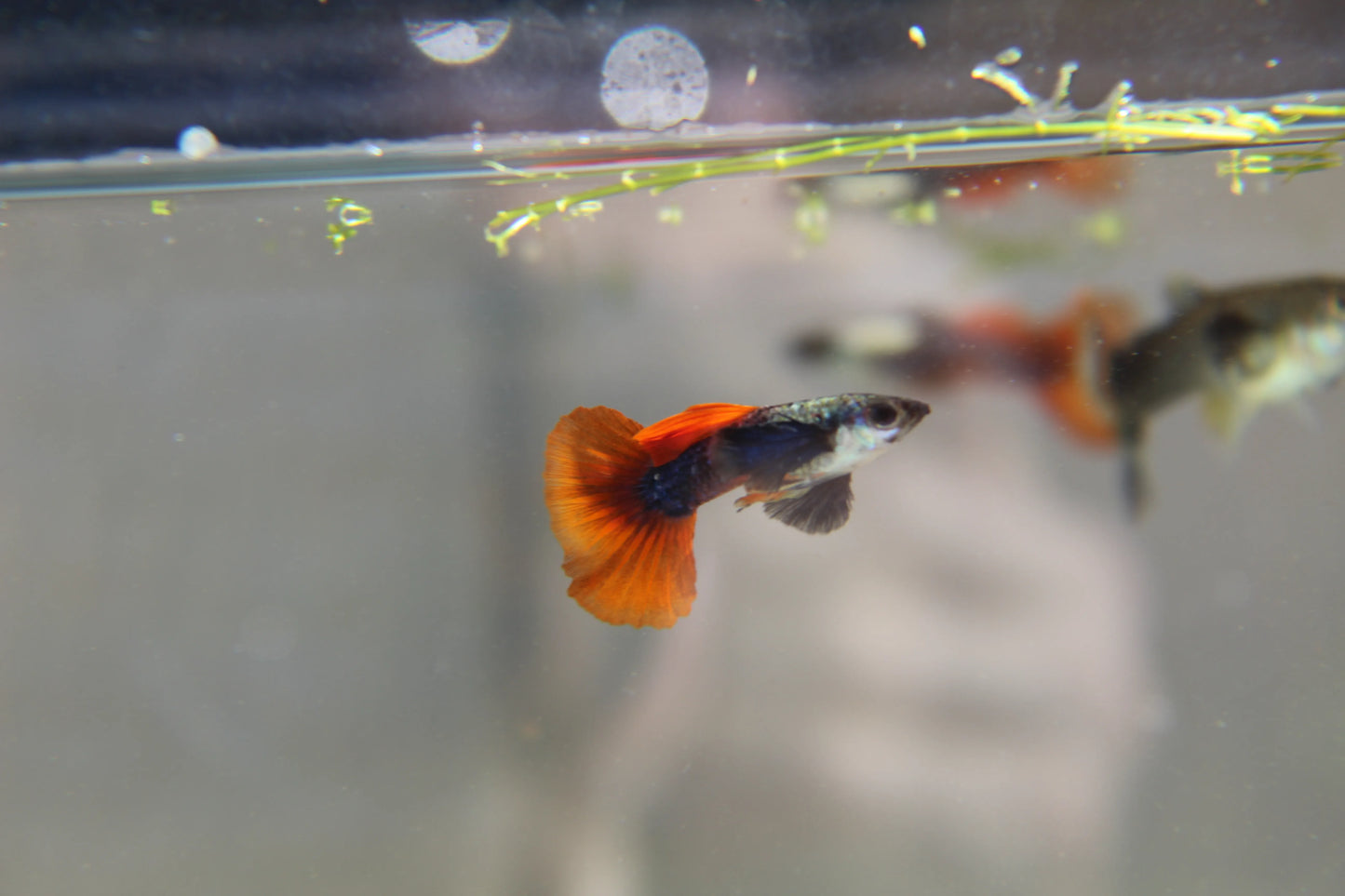 Purple Dumbo Ear Red Tail Guppy Pair