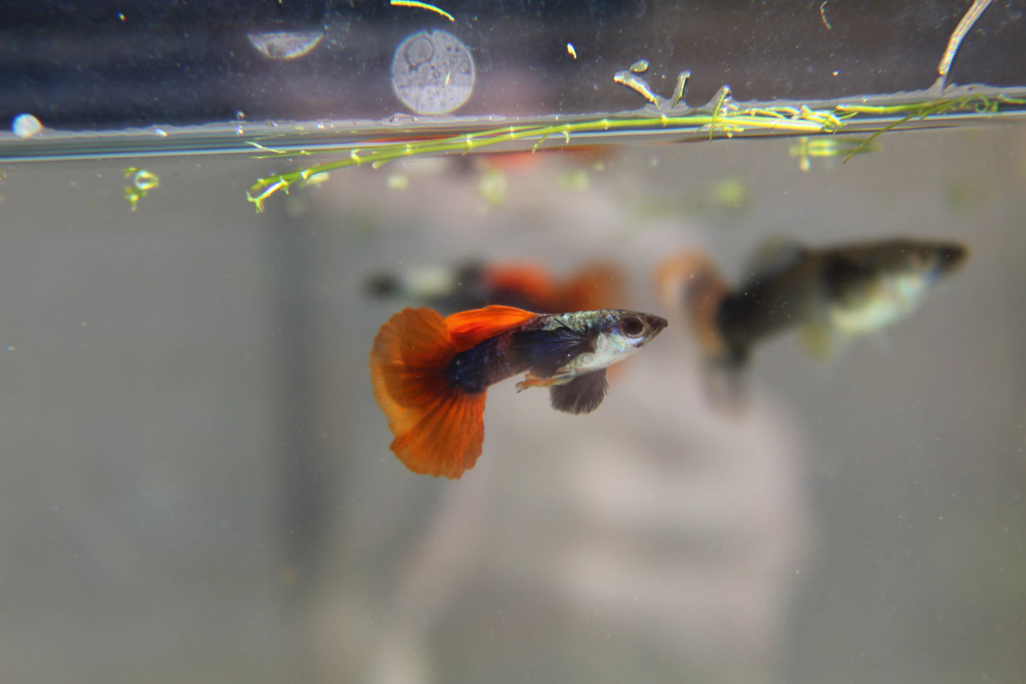 Purple Dumbo Ear Red Tail Guppy Pair